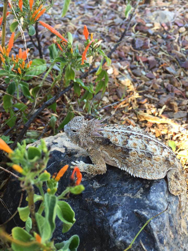 Horny Toad