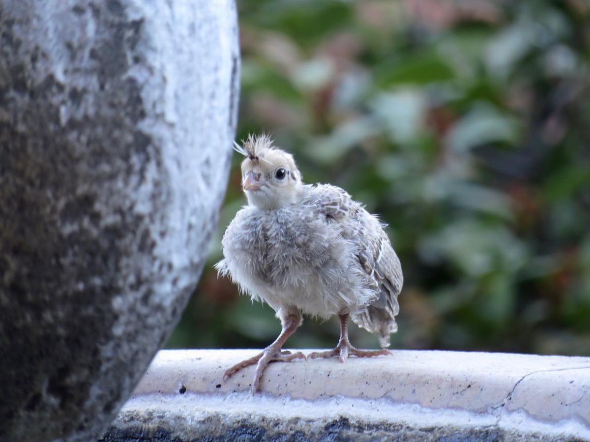 Baby quail
