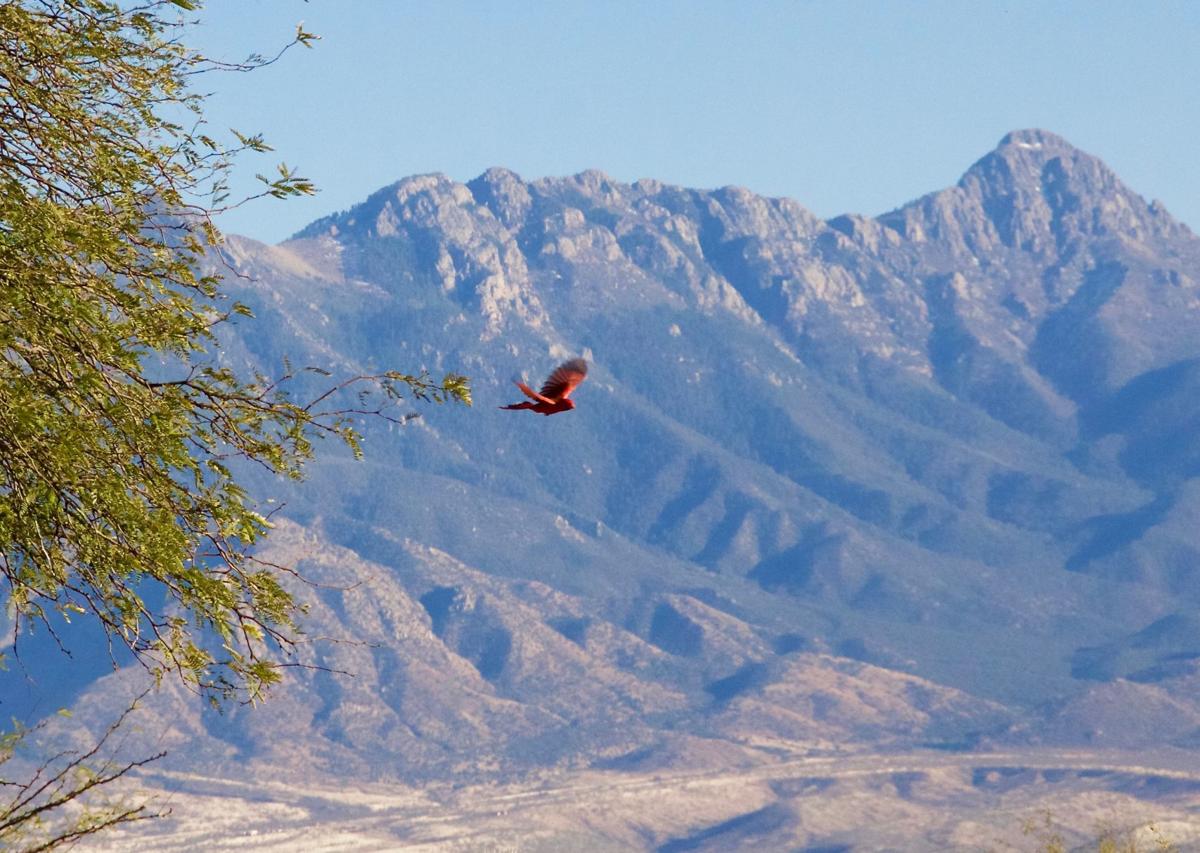 Mountain flyby