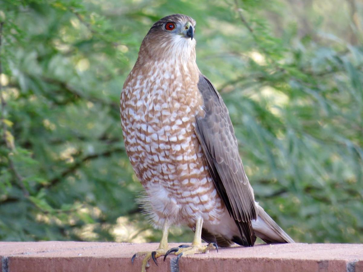 Hawk on a wall