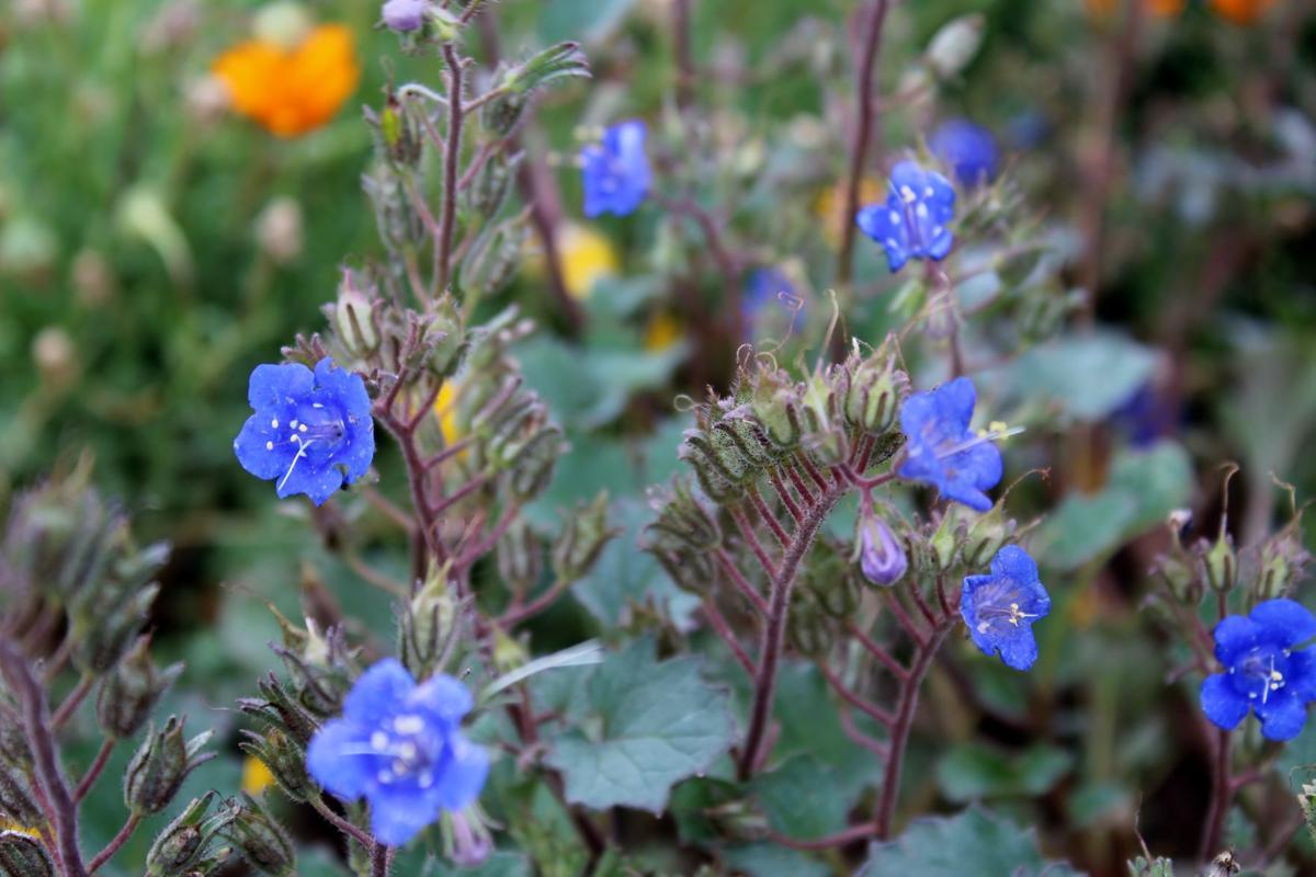 Blue flowers