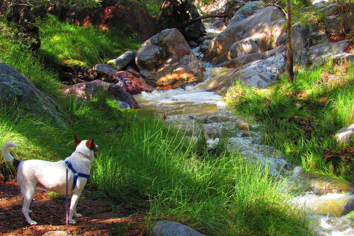 Dog by Madera Creek