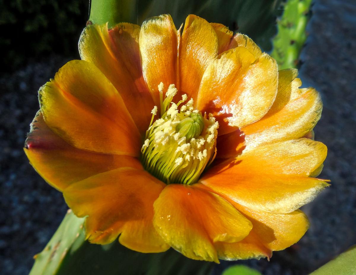 Indian Fig Cactus