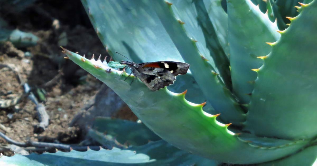 We're bugged: All that monsoon rain brought insects | Local News ...