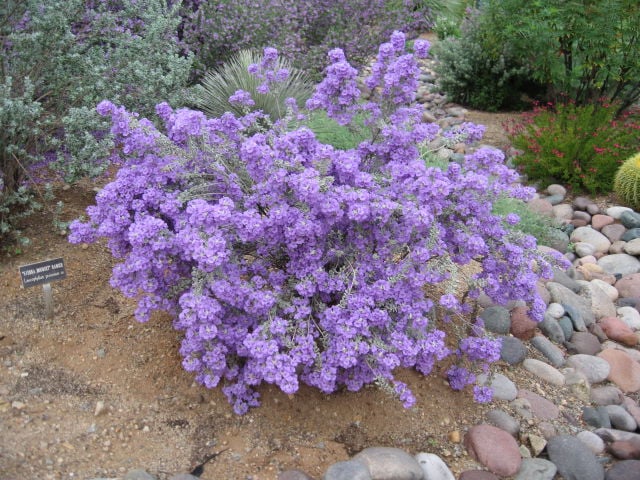 GV Gardeners: Texas natives in Sonoran Desert | Get Out ...