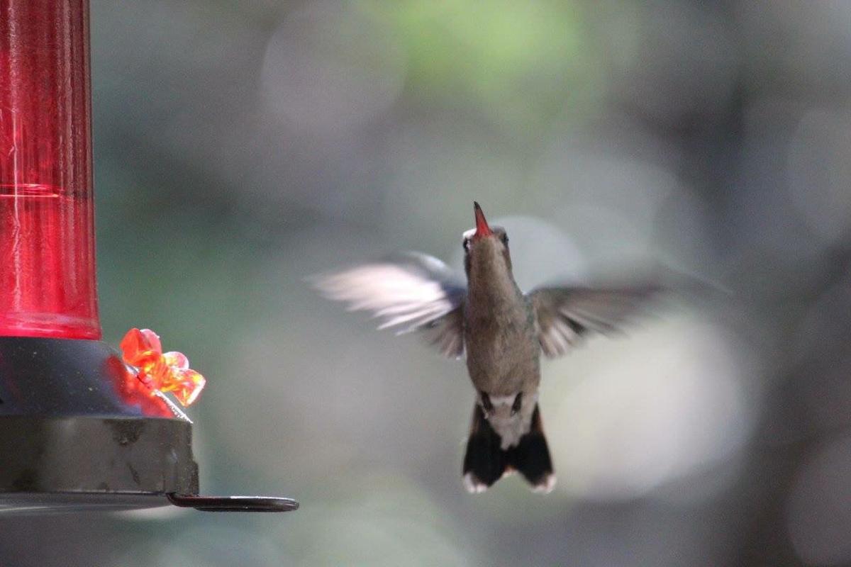 Madera Canyon hummingbird