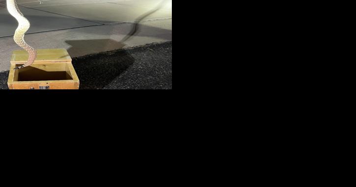 Green Valley woman is fifth rattlesnake victim this season