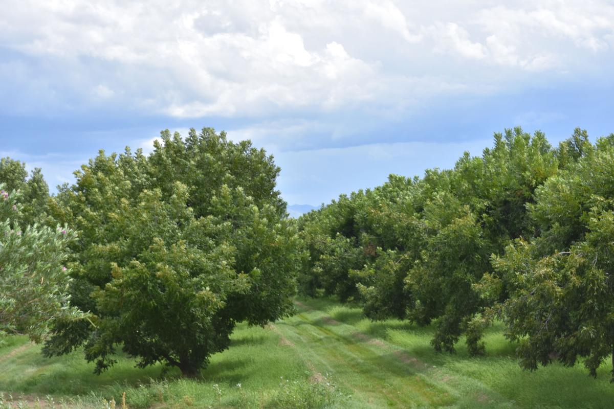 Pecan trees