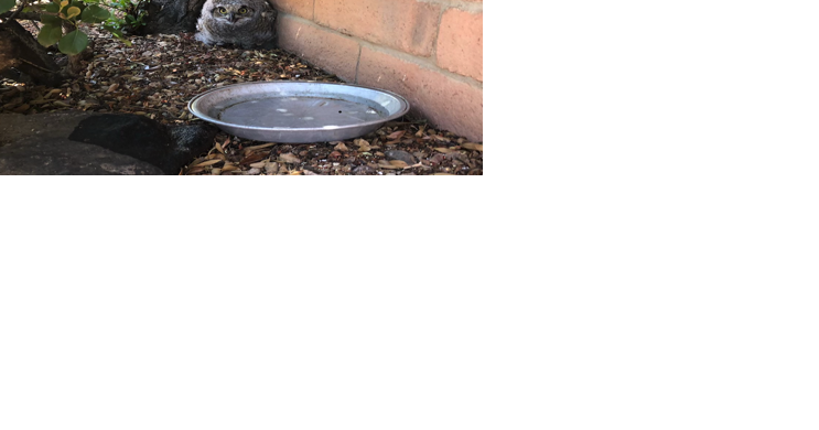 Leave 'em alone: Find an owl? They'll figure it out - Vimarsana News
