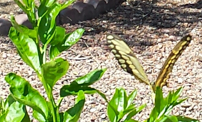Another butterfly