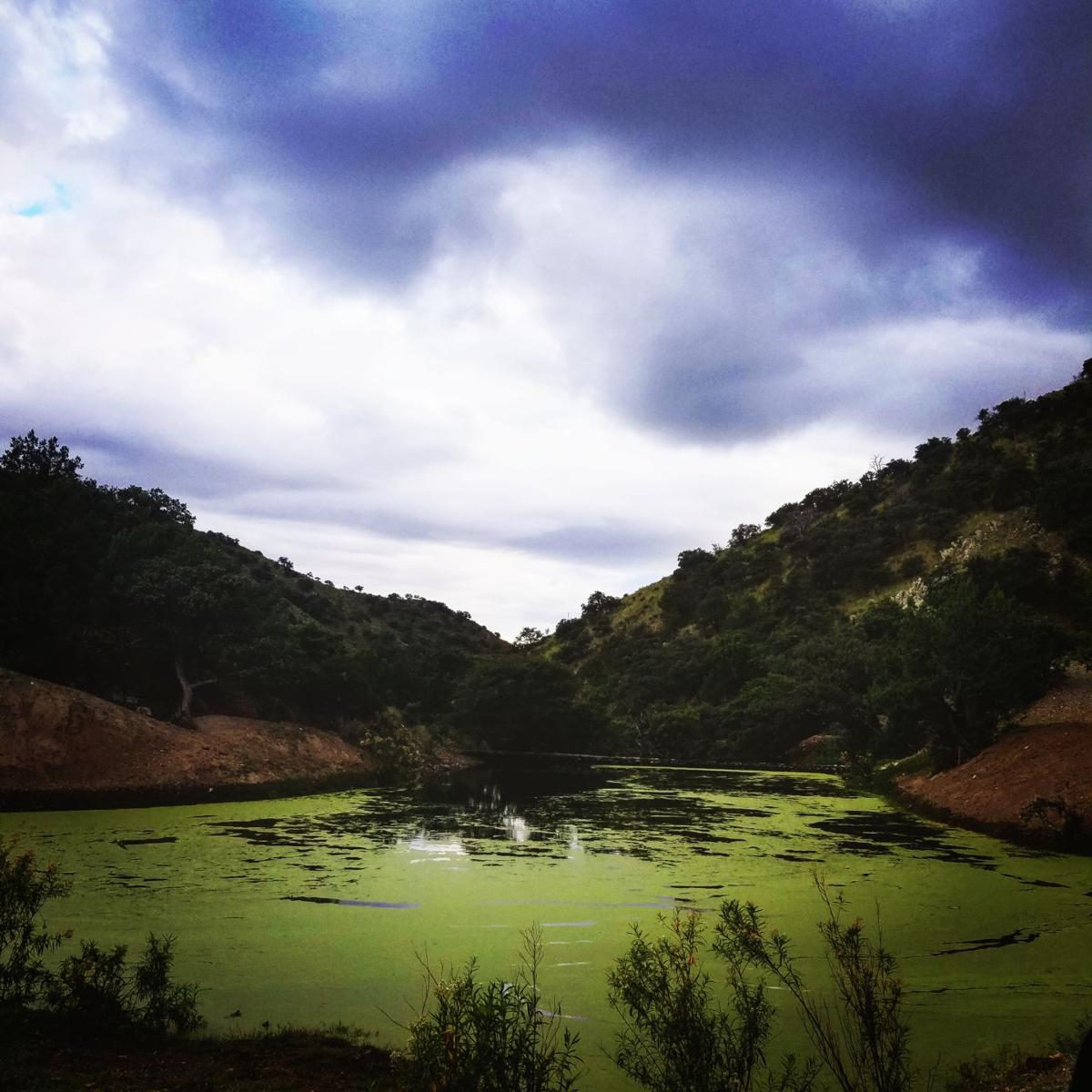 Pond