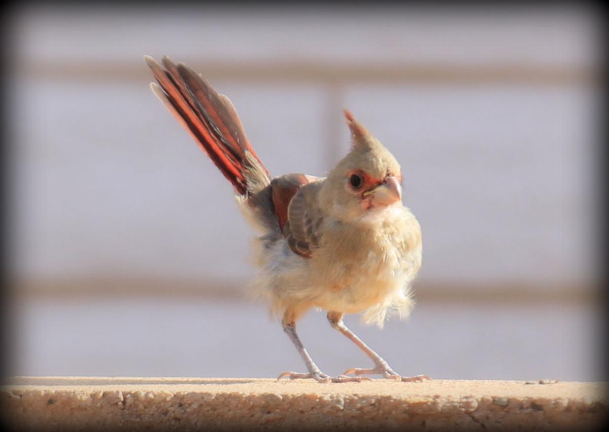 Desert cardinal