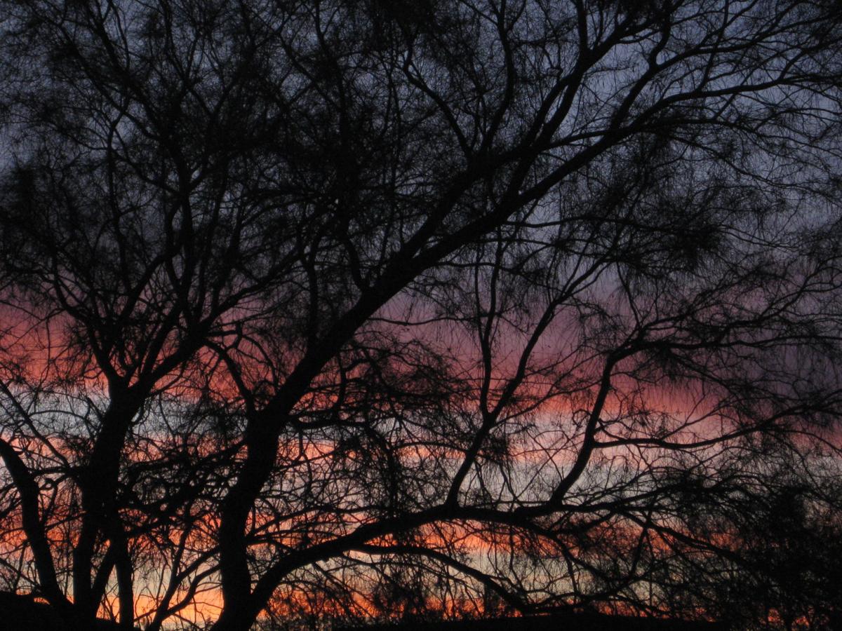 Trees and sun