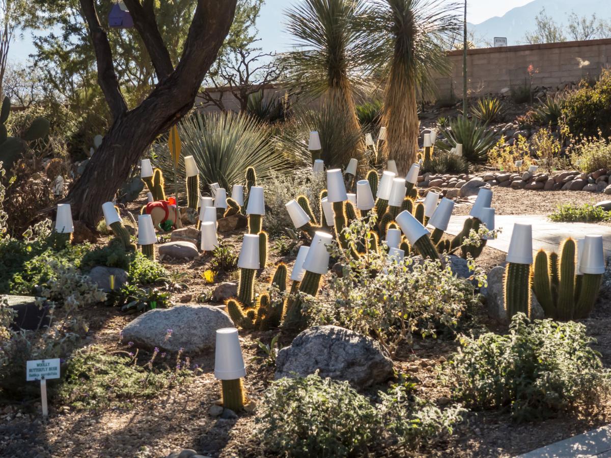 Trichocereus Styrofoamus -- or a Torch Cactus
