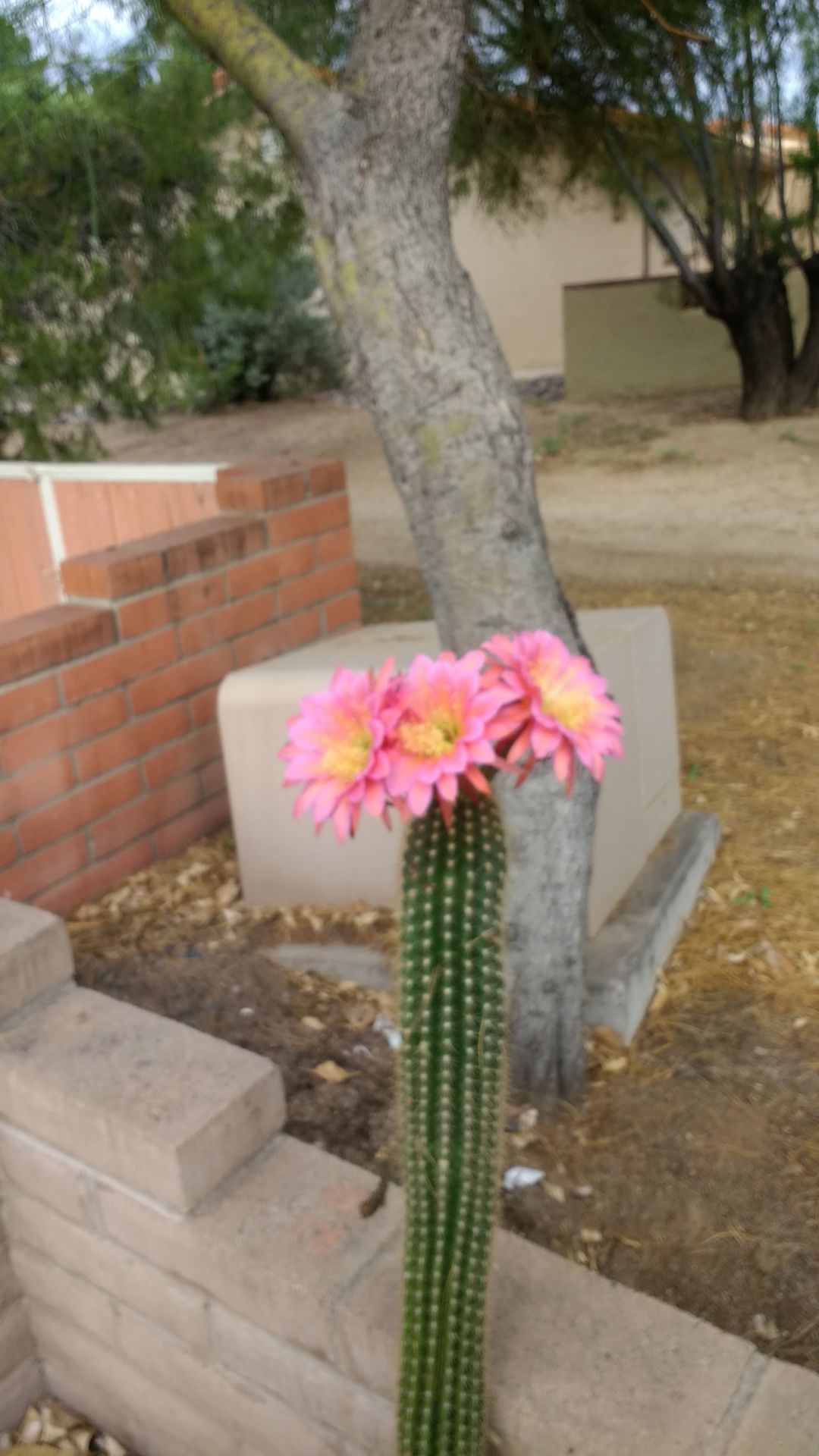 Cactus over the wall