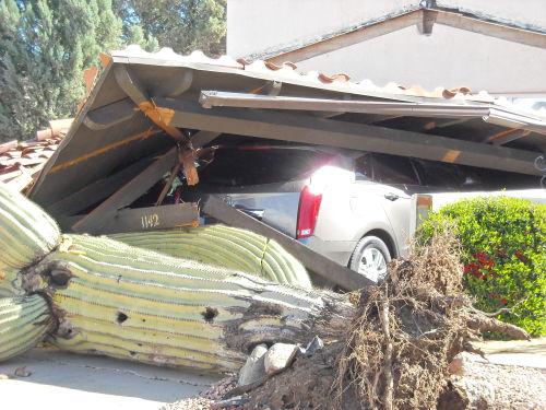 Cactus Down How You Can Avoid A Front Yard Disaster Local News Gvnews Com