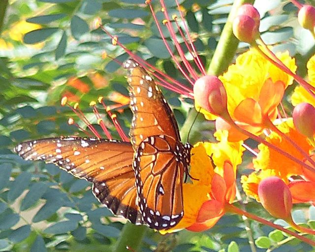 Backyard surprise
