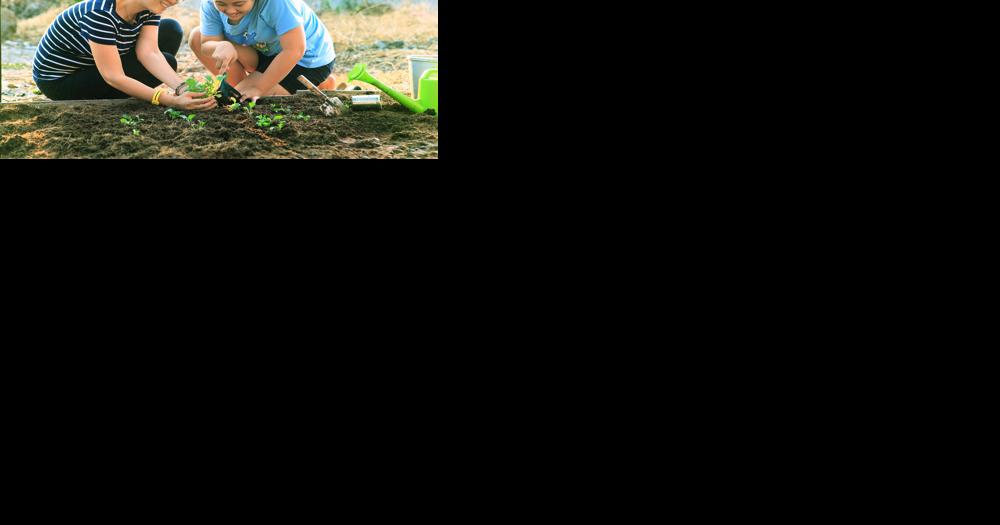 Rosie on the House: Can I handle this DIY landscape project? - Vimarsana News