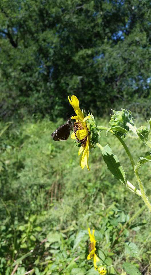 Moth on a flower