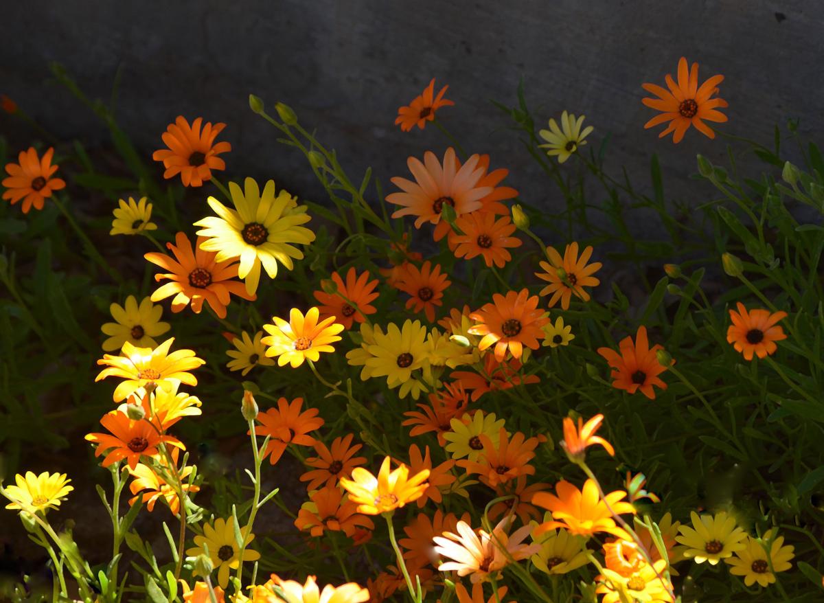 Daisies
