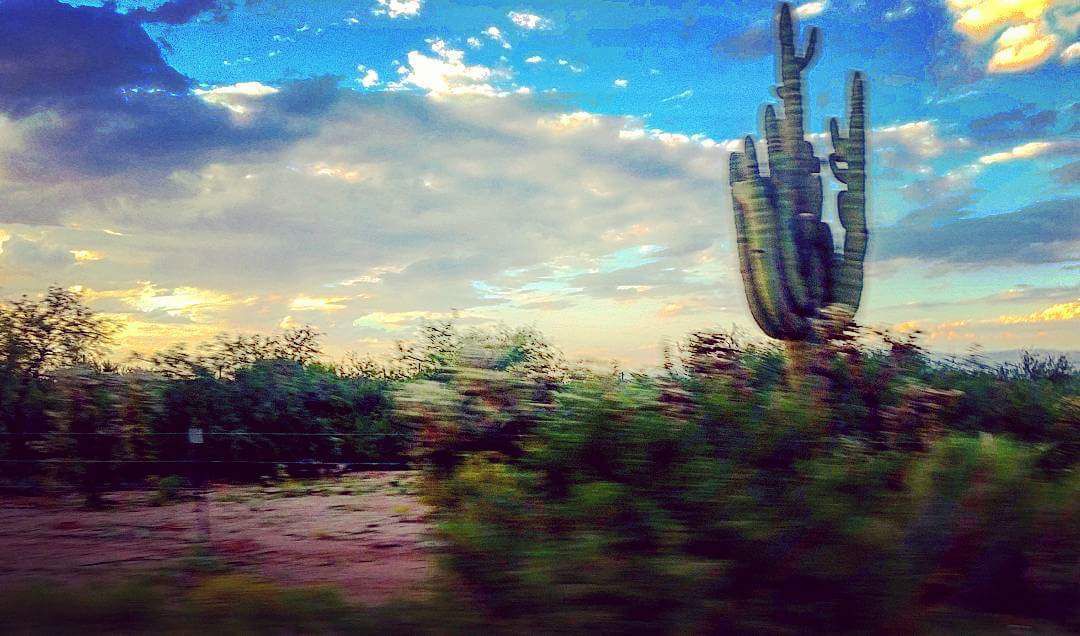 Blurry cactus on the road