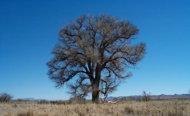 Lone tree
