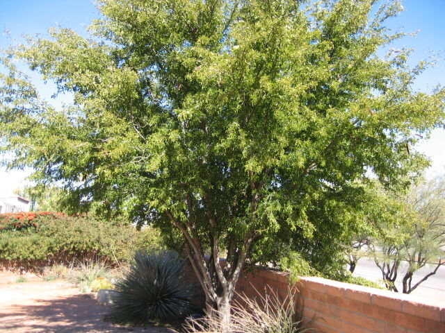 Green Valley Gardeners: Exotic trees in the desert | Get Out | gvnews.com