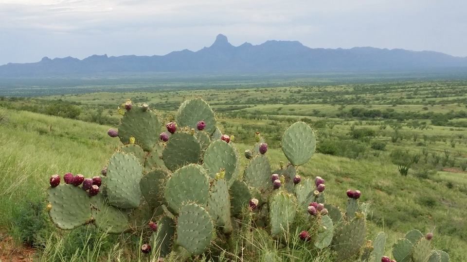 Prickly pear
