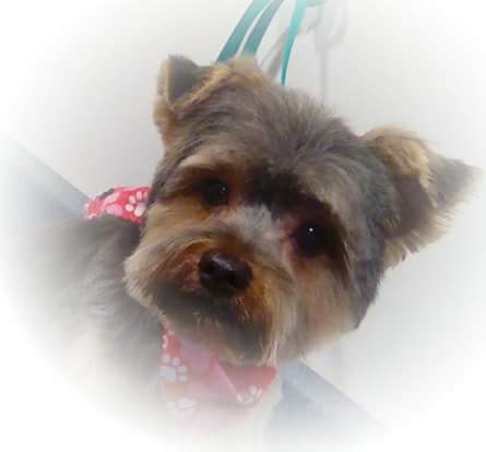 laura's pet grooming