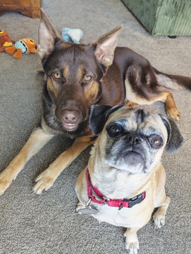 Ruger and Mr. Pickles: Pet of the Week 7-31-2026