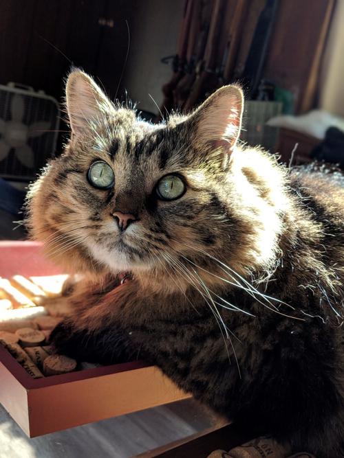 Pet of the Week 07.19.19 MoMo