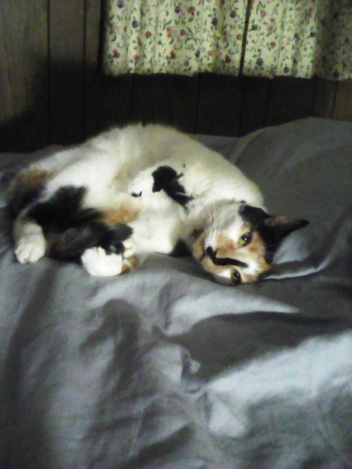 Pet of the Week 08.23.19 Sassy