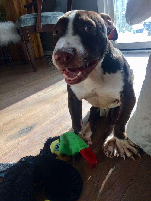 Pet of the Week: 7.13.18 Fitzgerald