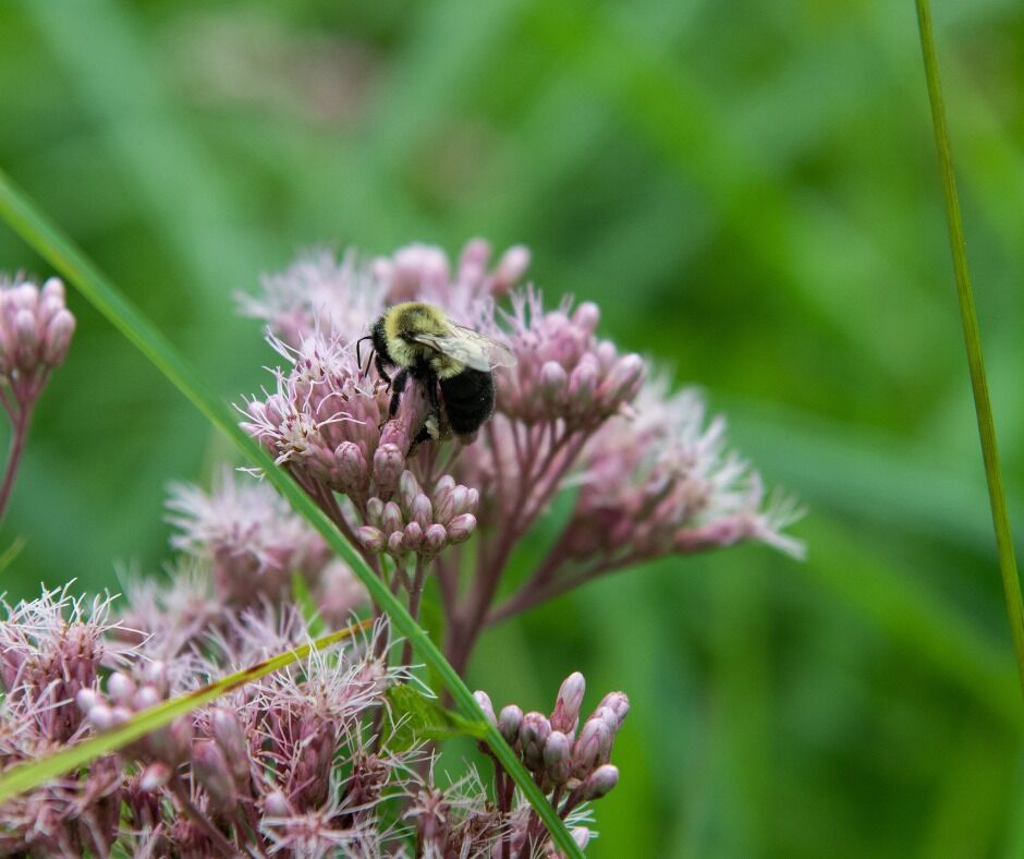 Pollinators Vip Native Gardening for Wildlife & Pollinators | Gardening | gvpennysaver.com