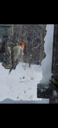 2-03-2023 This large woodpecker loves to eat