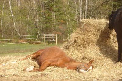 Did You Know Horses Sleep Lying Down Hometown Stories Gvpennysaver Com,Thai Sweet Chili Sauce Brand