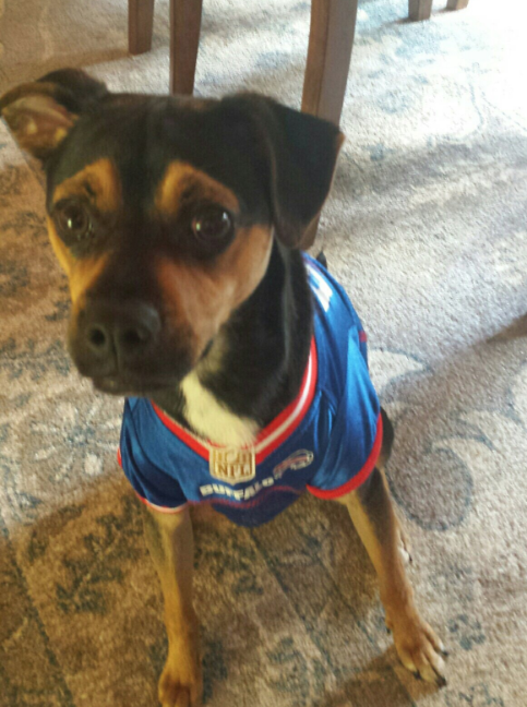 Pet of the Week 5.25.18 - Mr. Brown