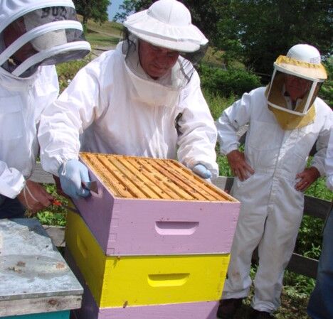 NY Bee Wellness Teaches Us How to Protect Honeybees | Informational ...