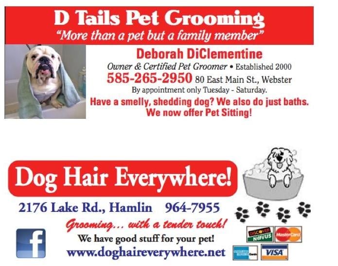 DTails Pet Grooming Pet Grooming & Boarding Services ster, NY