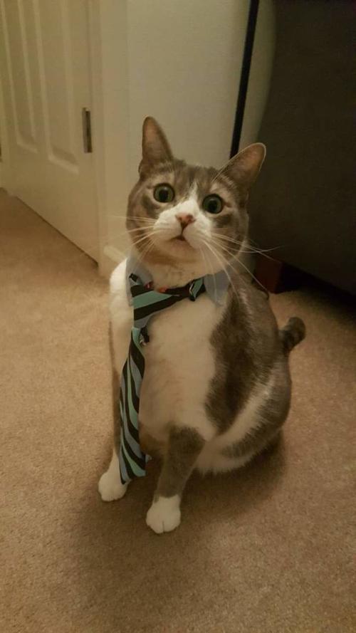 Pet of the Week 03.29.19 Gary