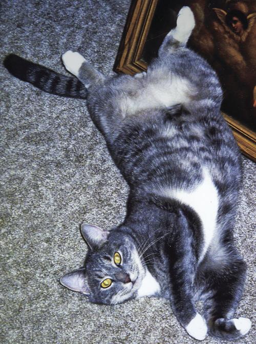 Pet of the Week 2.2.18 Lieutenant Lollipop