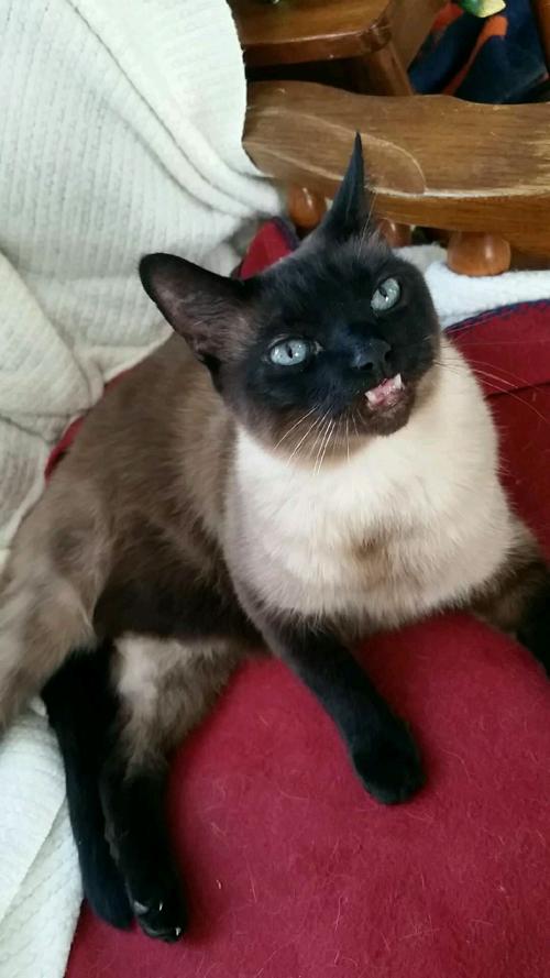 Pet of the Week 06.14.19 Oliver (Olibear)