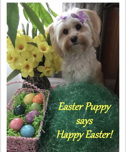 Pet of the Week 04.12.19 Abby