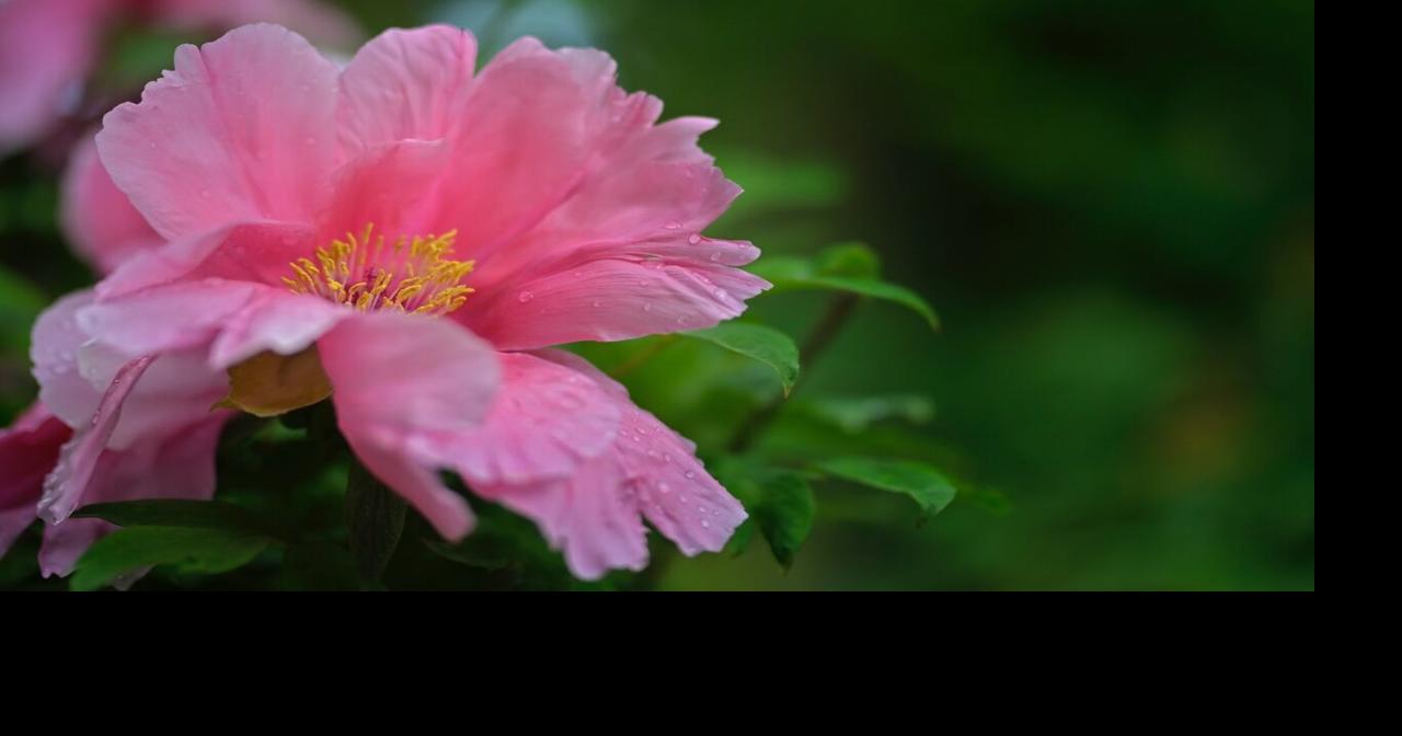 Linwood Gardens Tree Peony Festival of Flowers | Hometown Events ...