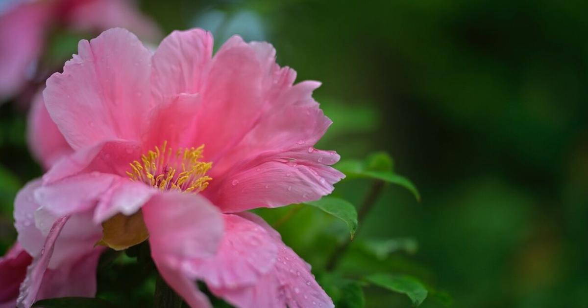 Linwood Tree Linwood Gardens Tree Peony Festival of Flowers | Hometown Events ...