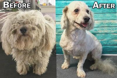 Take Me Home - Valley Animal Haven