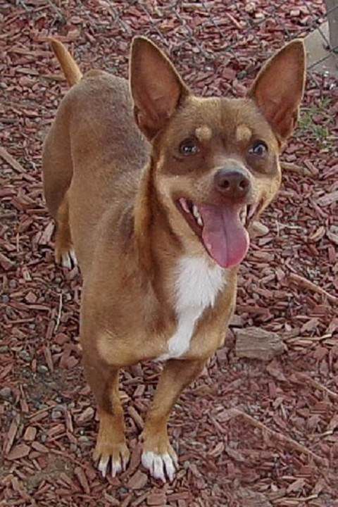 Take me home: Valley Animal Haven