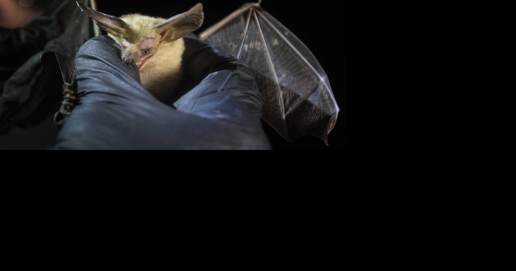 ‘It was a matter of time’: Diseased bats may have arrived in Las Vegas ...