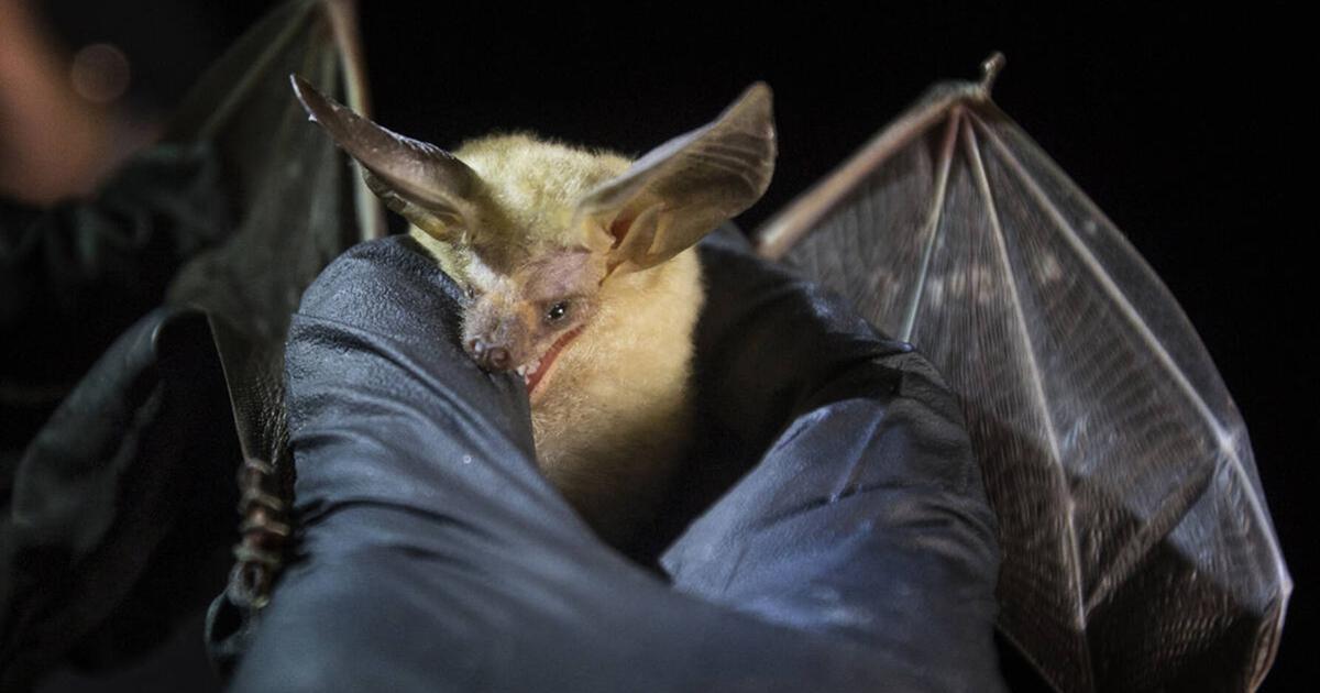 Bat Vip ‘It was a matter of time’: Diseased bats may have arrived in Las Vegas ...