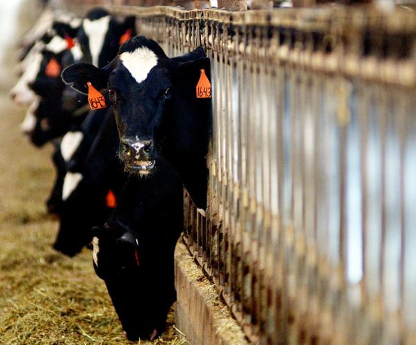 Avenal plans vote on sales, cannabis tax John Lindt business